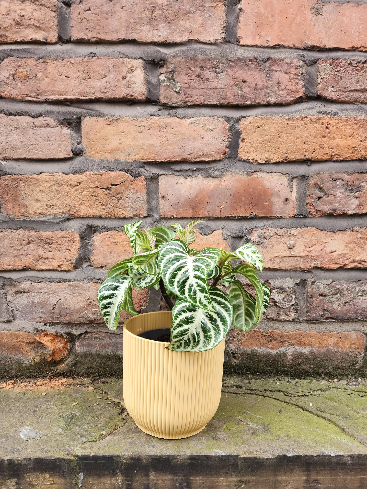 Aphelandra Curly White