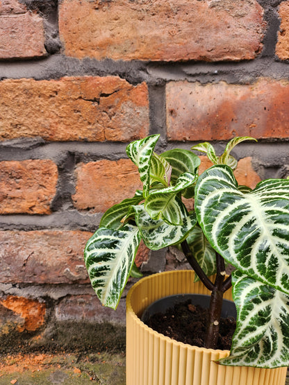 Aphelandra Curly White