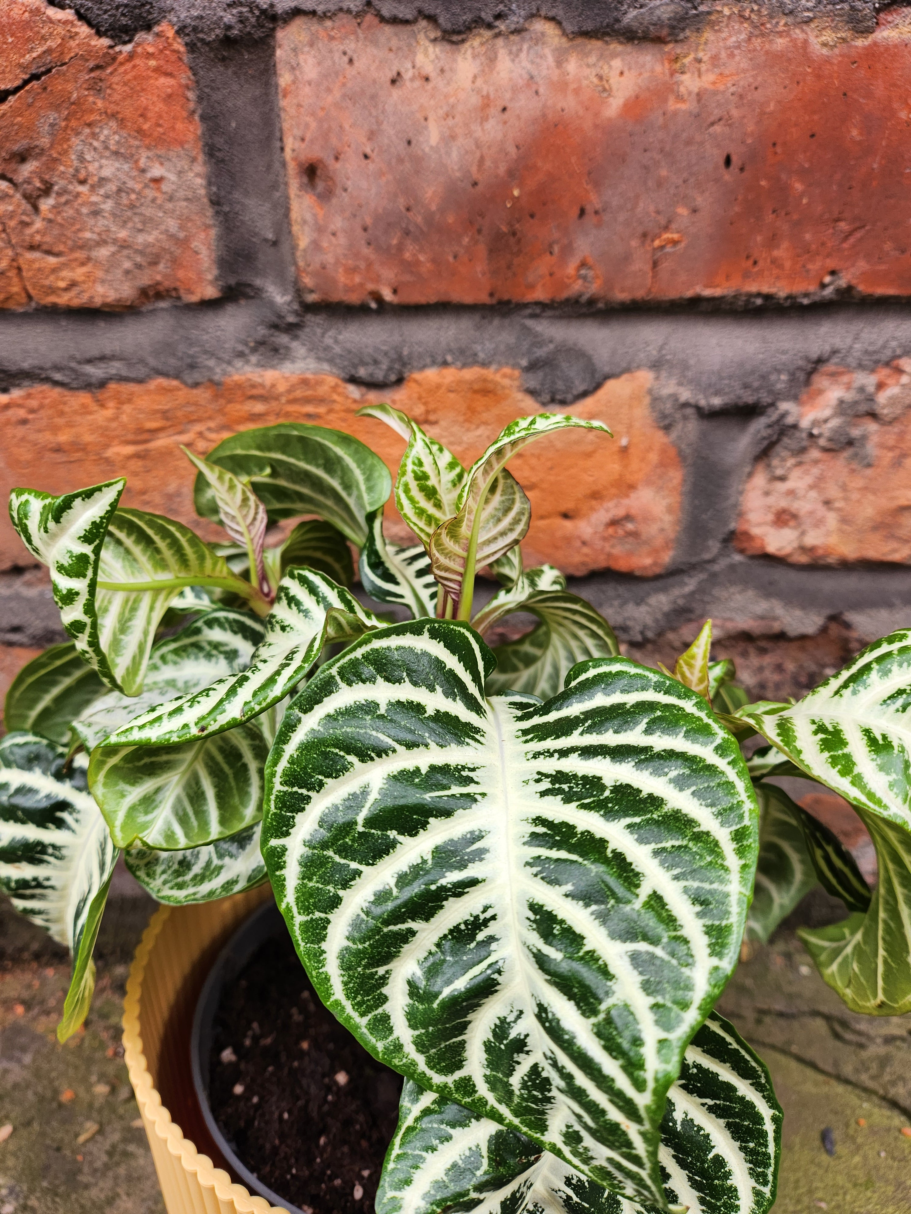 Aphelandra Curly White