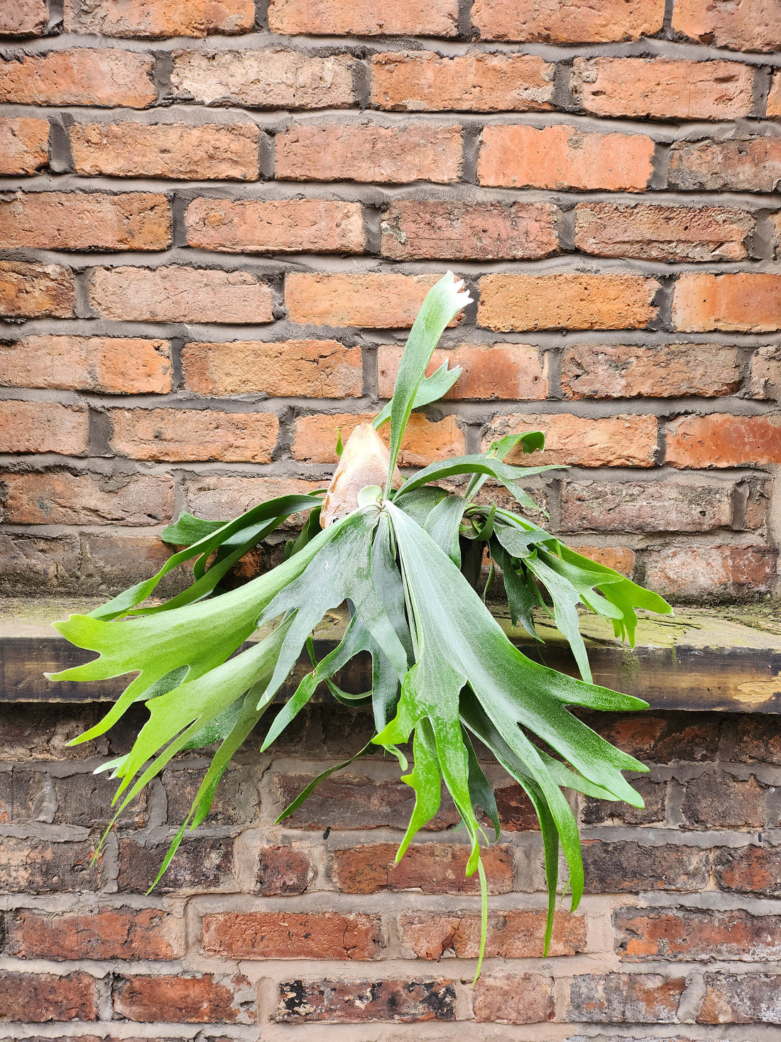 Staghorn Fern