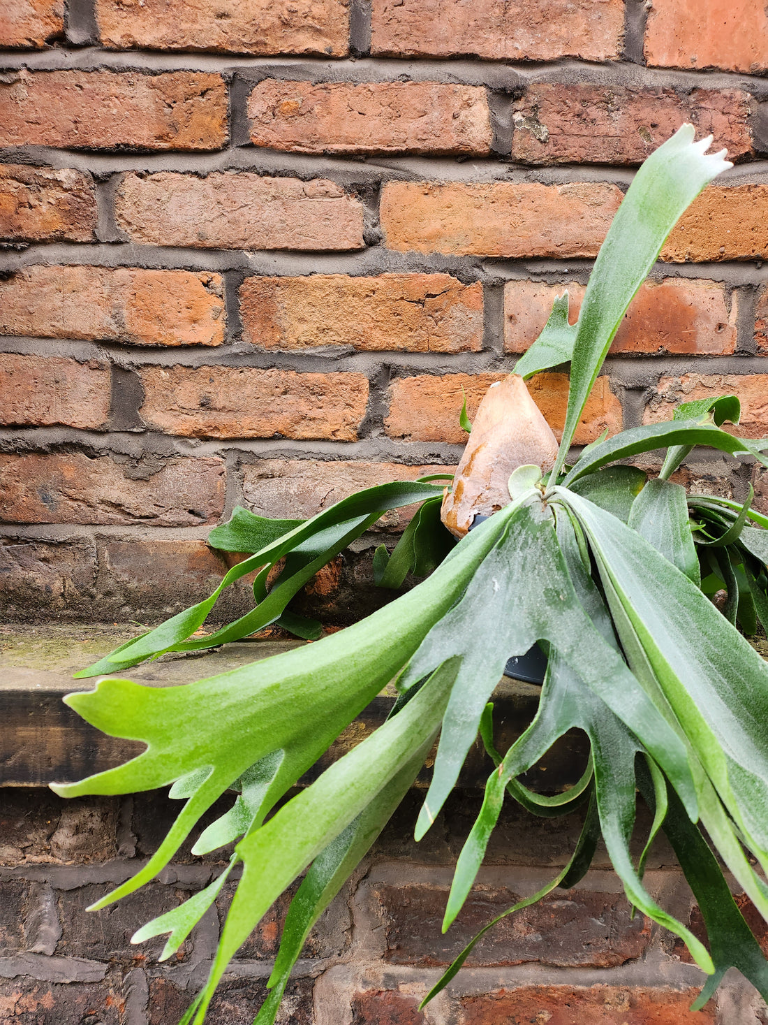 Staghorn Fern