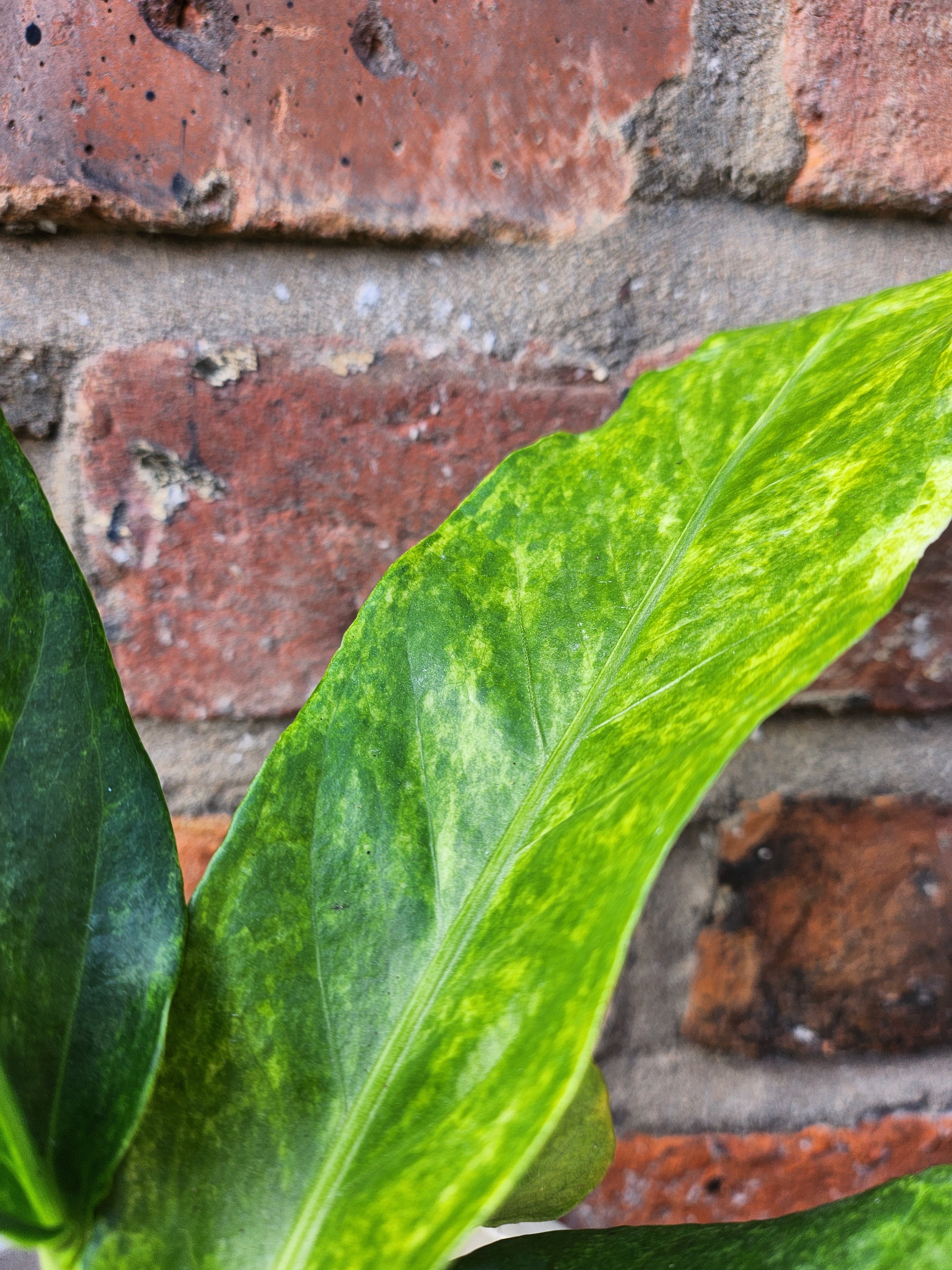 Anthurium Hookeri