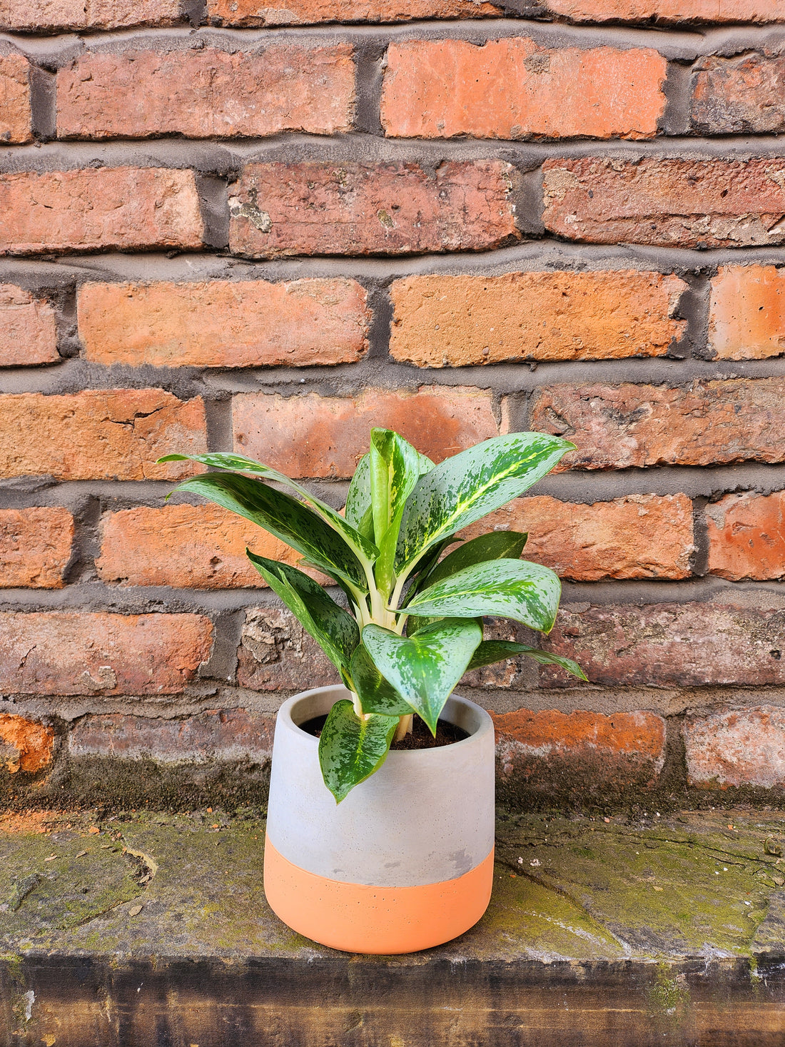 Aglaonema Lemon Mint