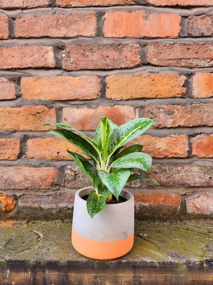 Aglaonema Lemon Mint