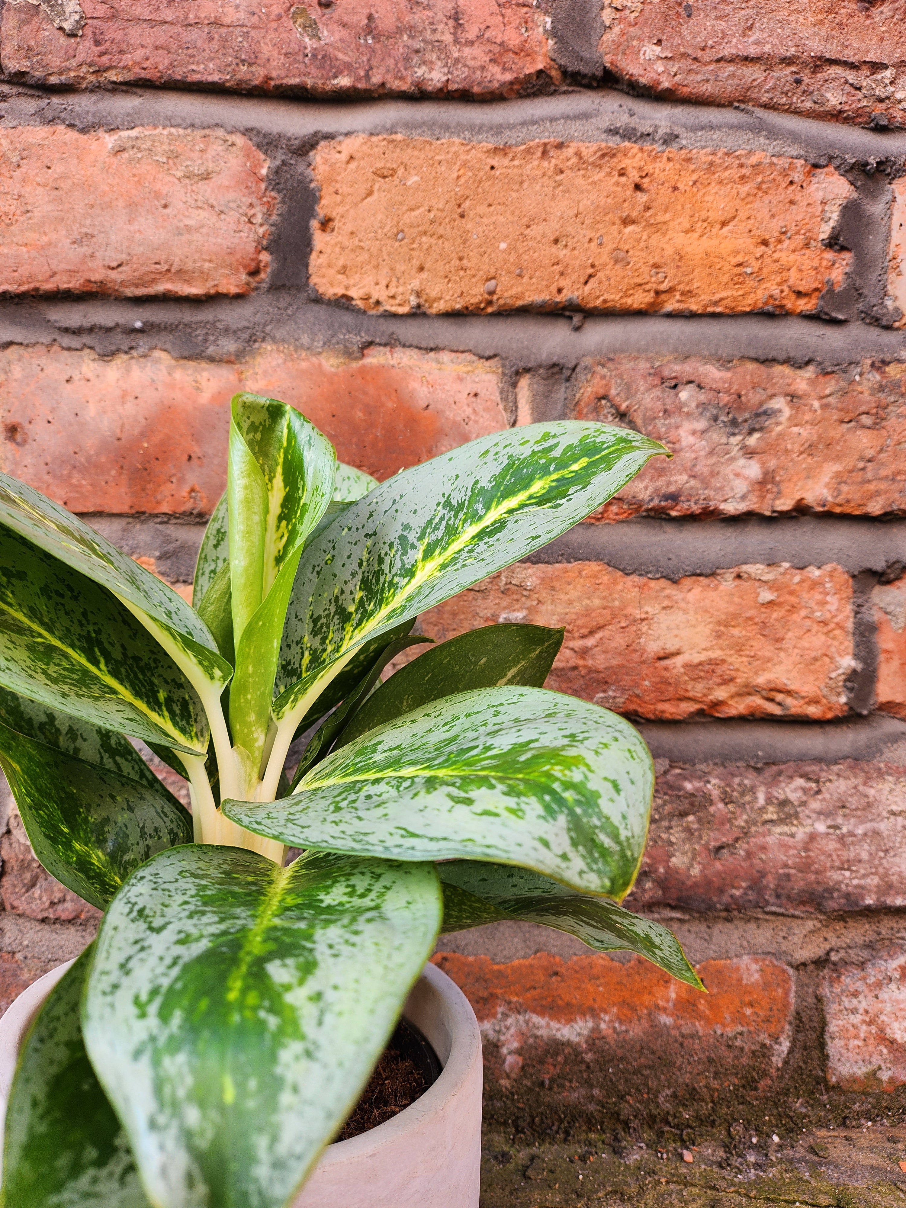 Aglaonema Lemon Mint