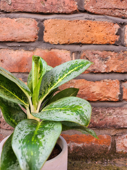 Aglaonema Lemon Mint