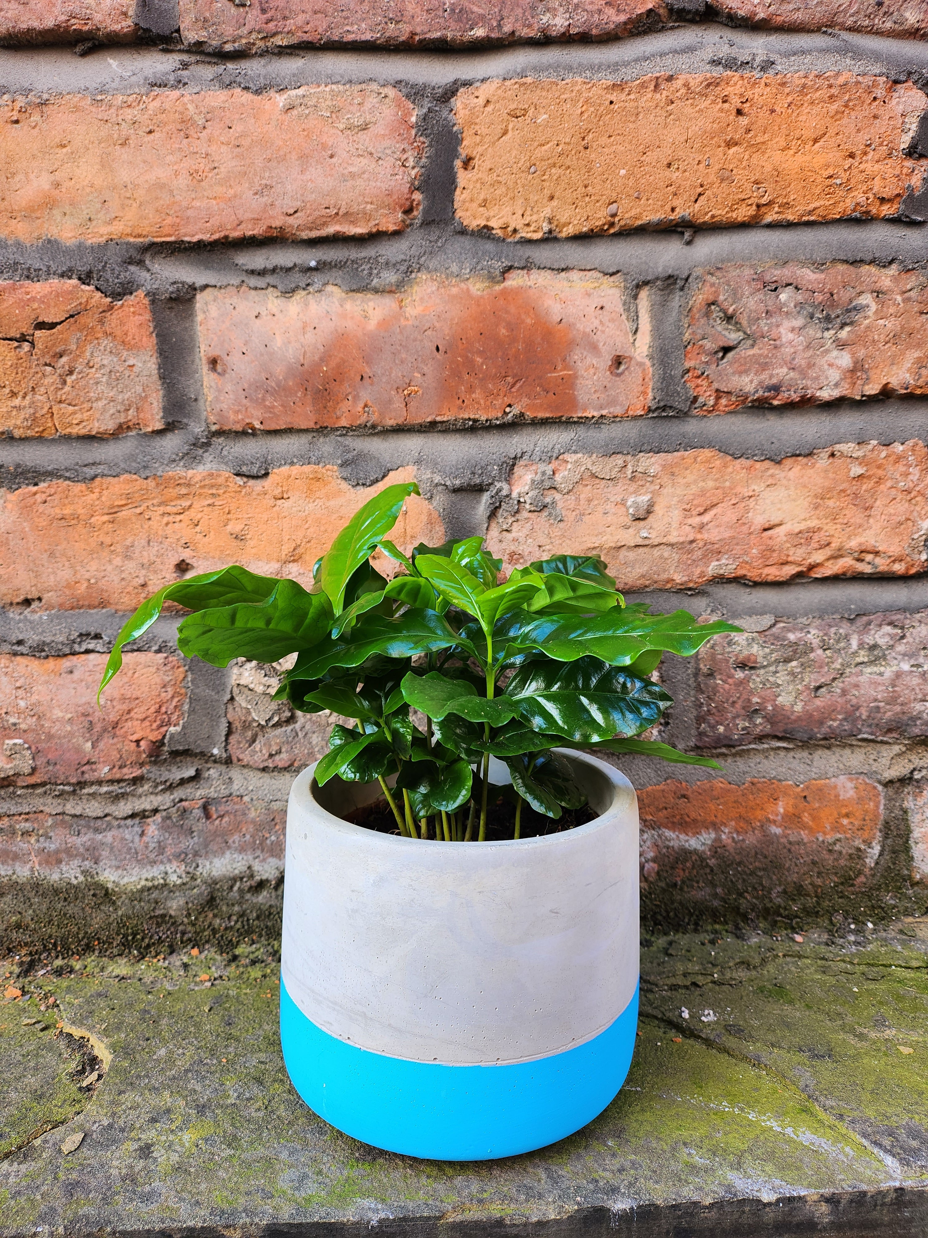 Coffee Plant