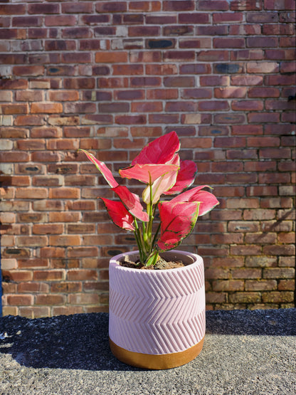 aglaonema pink star flower Aglaonema Pink Star – Bright Pink Foliage Plant