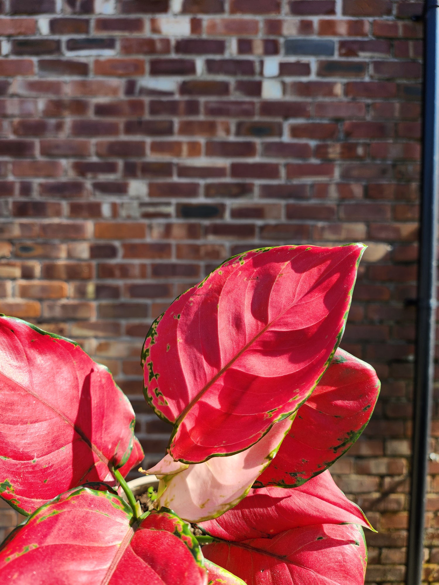 aglaonema red ruby Aglaonema Ruby Love – Vibrant Red & Green Plant