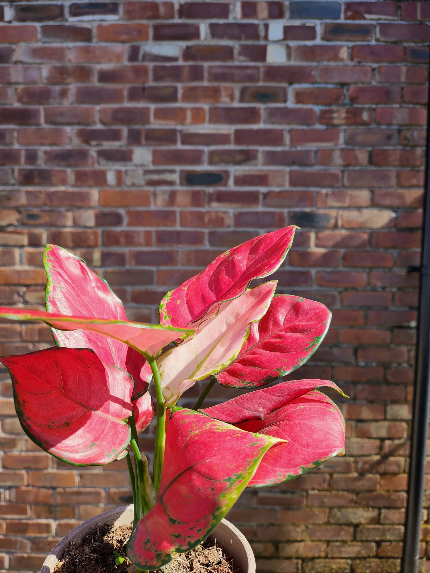 aglaonema star bright Aglaonema Pink Star – Bright Pink Foliage Plant