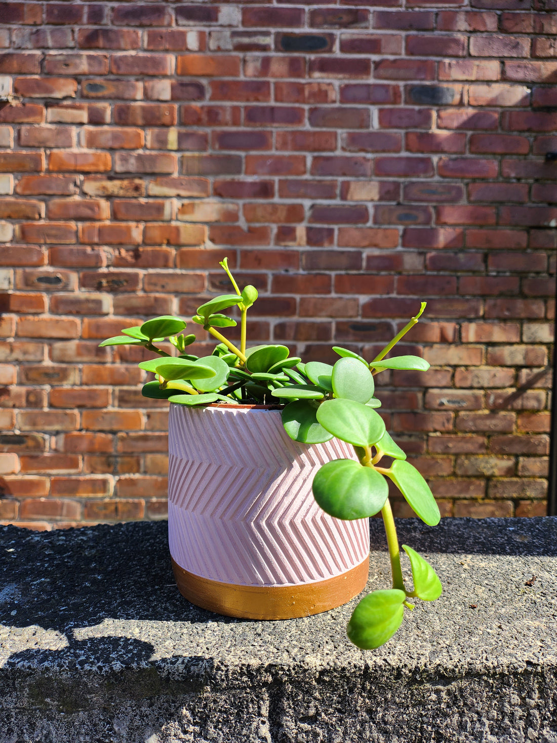 Peperomia Hope