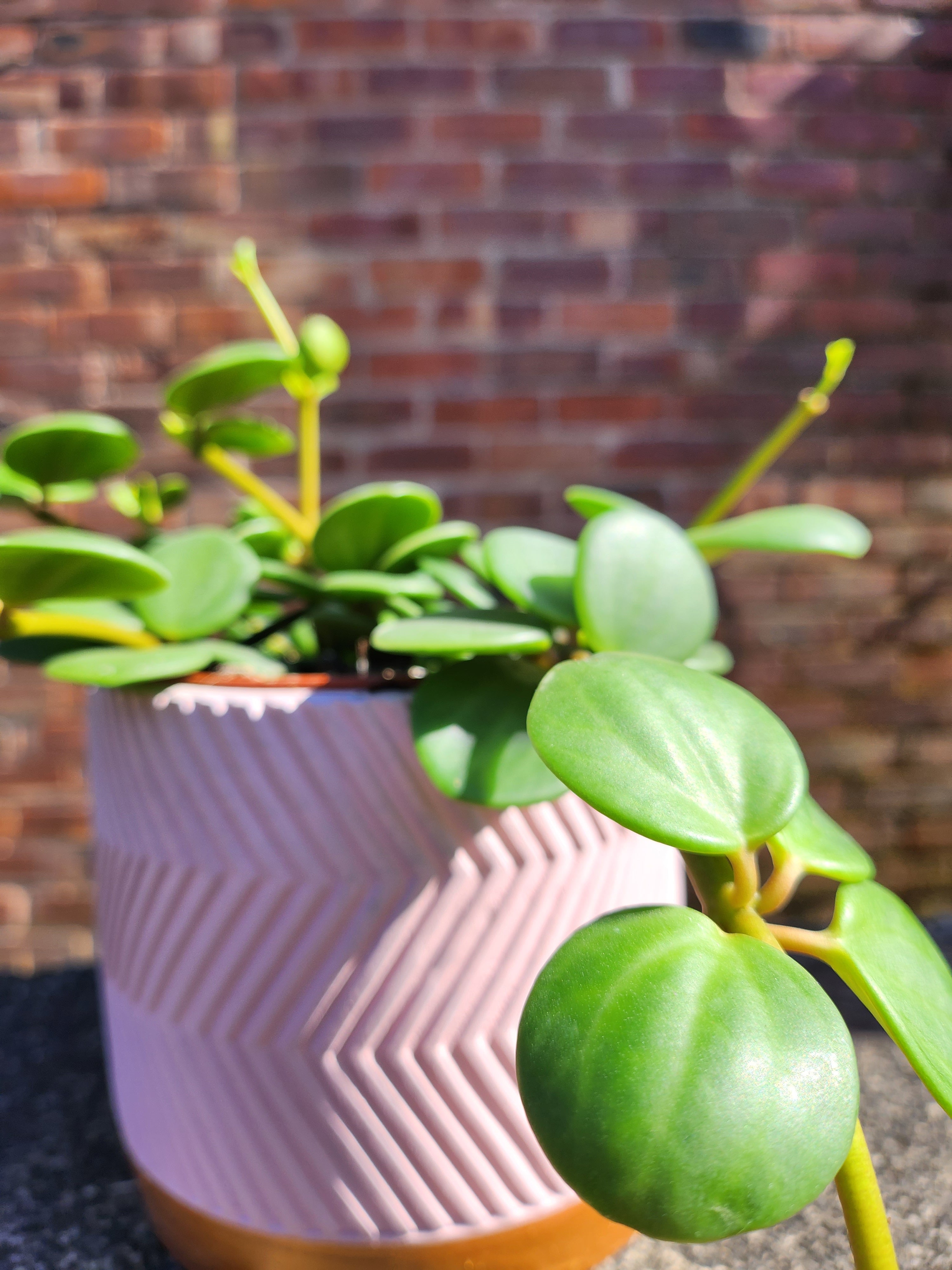Peperomia Hope