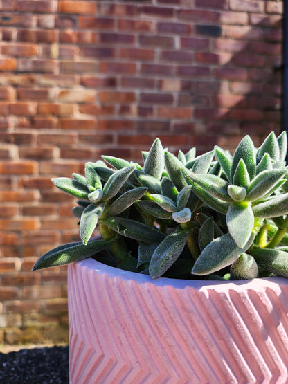 Crassula Tarantula