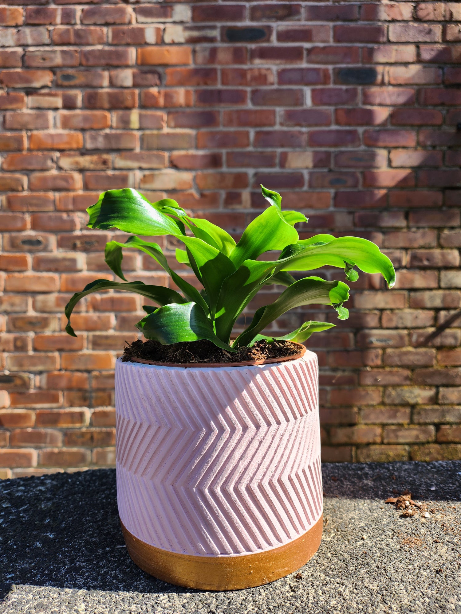 Dracaena Tornado