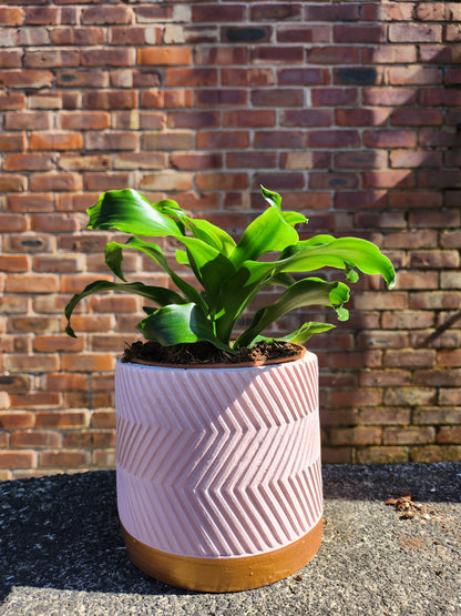 Dracaena Tornado