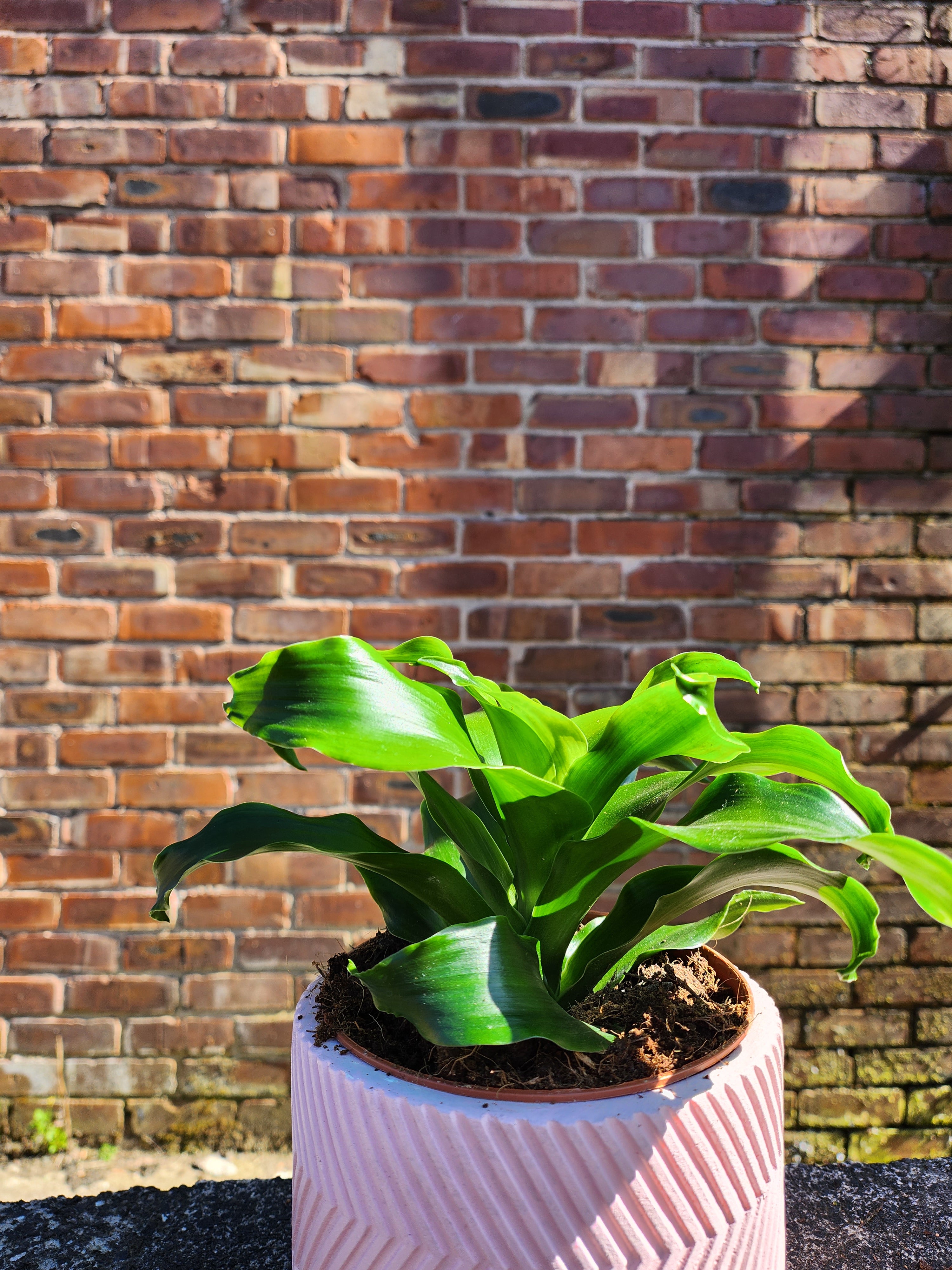 Dracaena Tornado