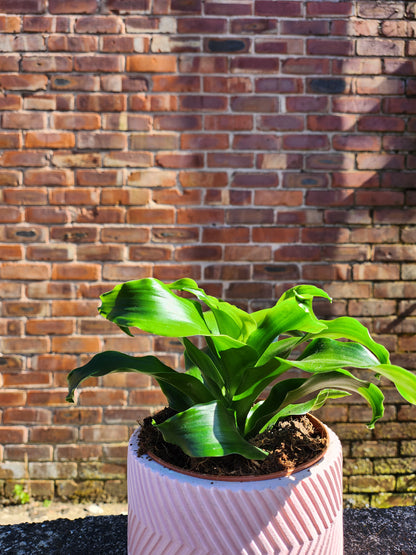 Dracaena Tornado