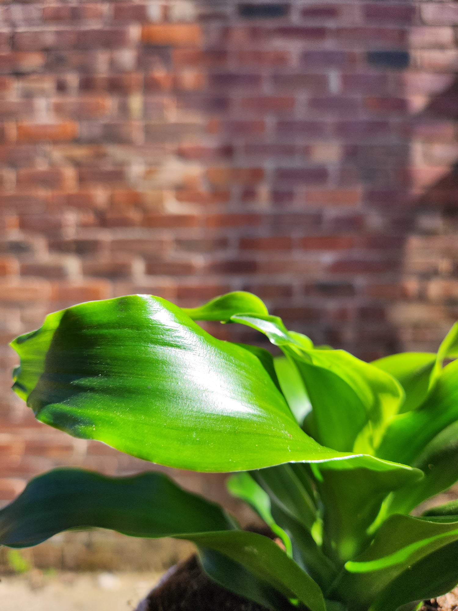 Dracaena Tornado