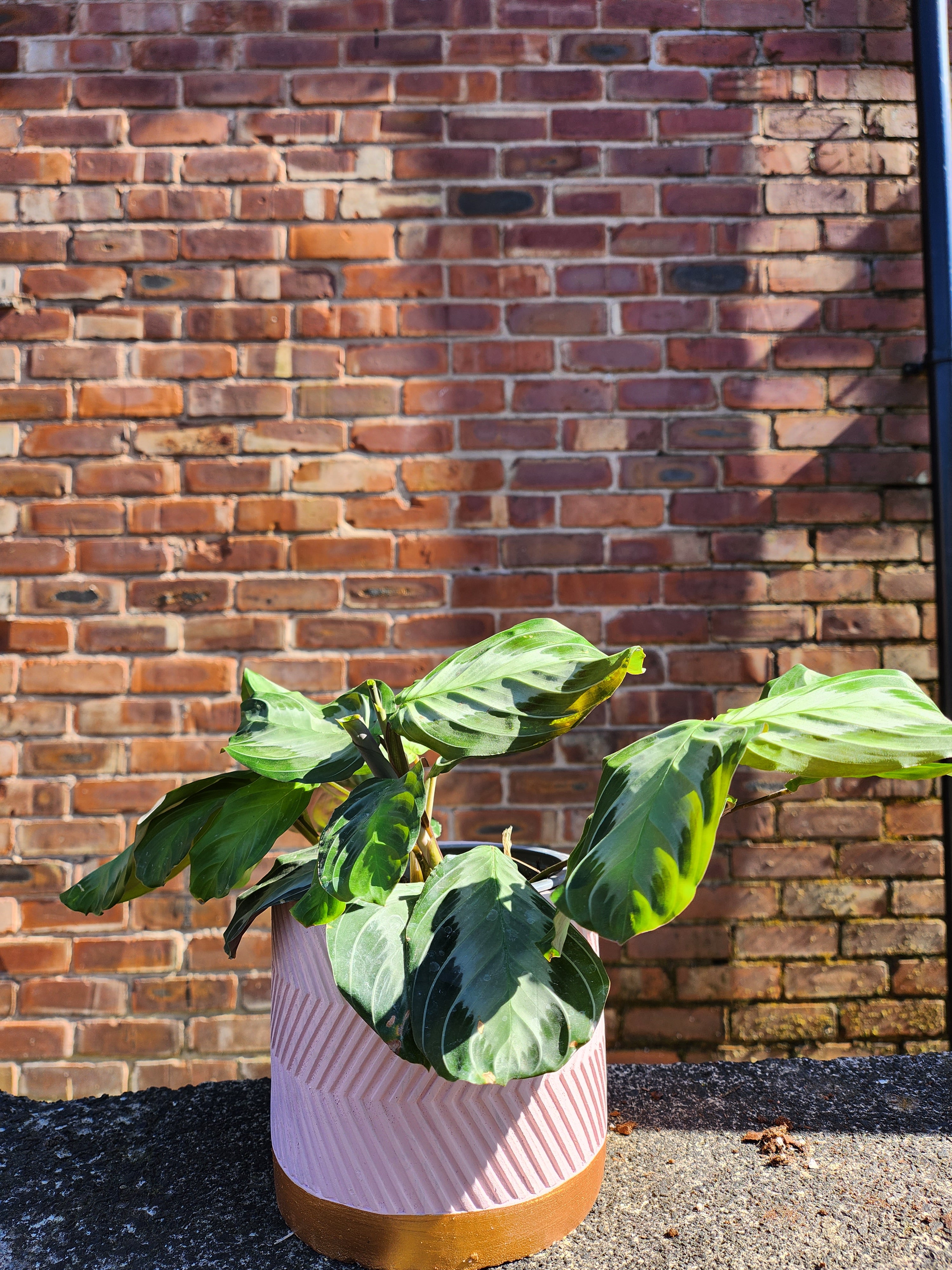 Maranta Silverband