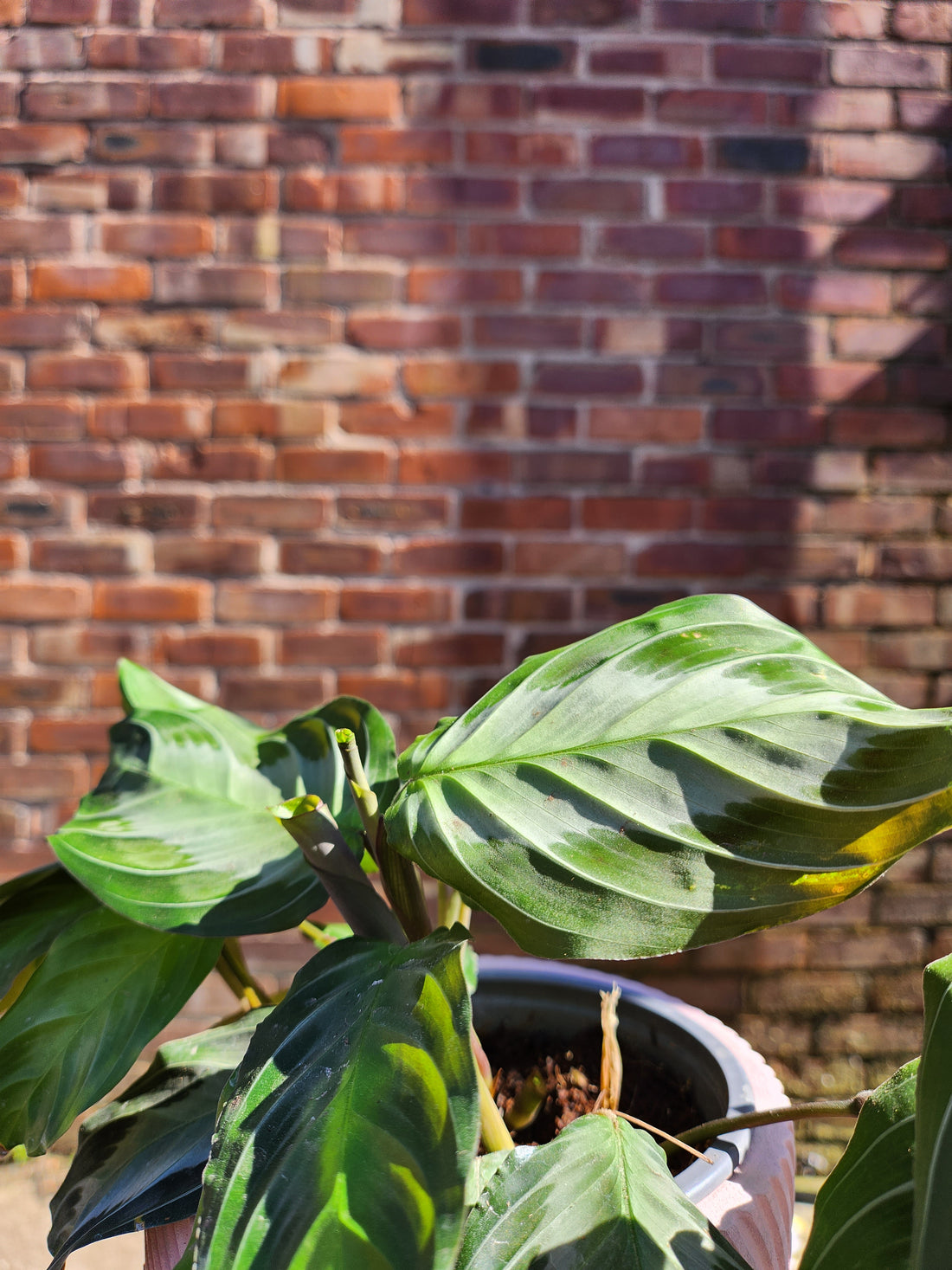 Maranta Silverband