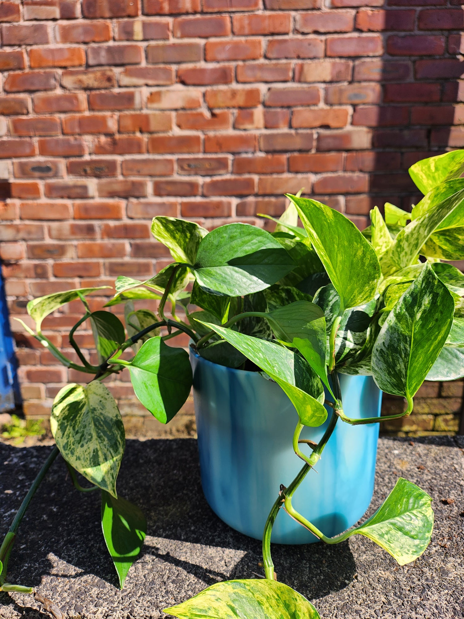 Epipremnum pinn. Marble Queen