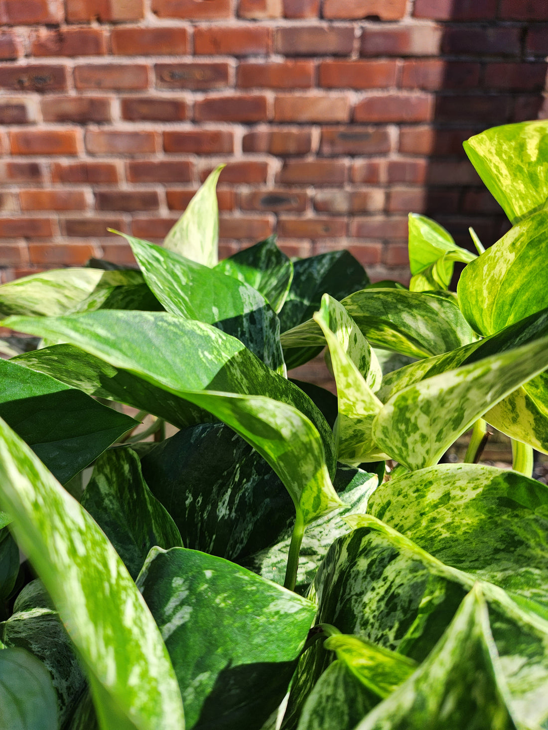 Epipremnum pinn. Marble Queen