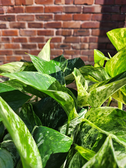 Epipremnum pinn. Marble Queen