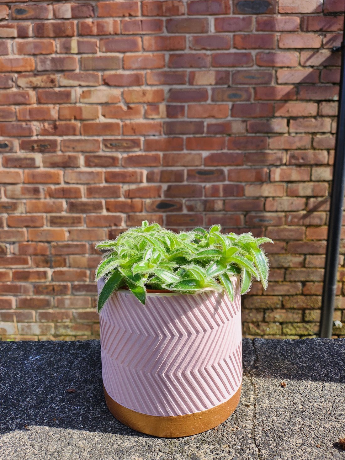 Tradescantia Lucky Dip