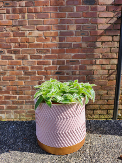 Tradescantia Lucky Dip
