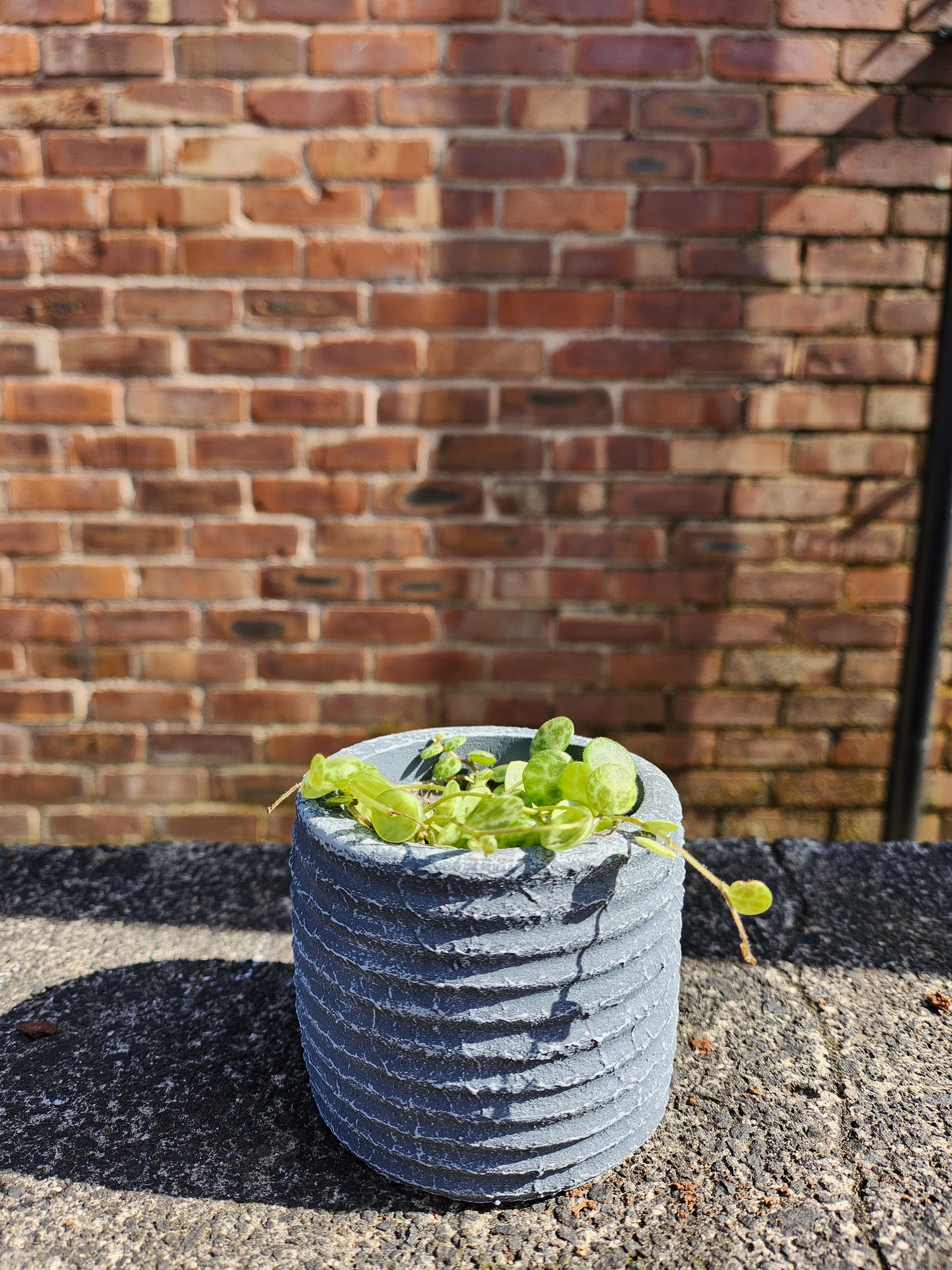 Peperomia prostrata (string of turtles)