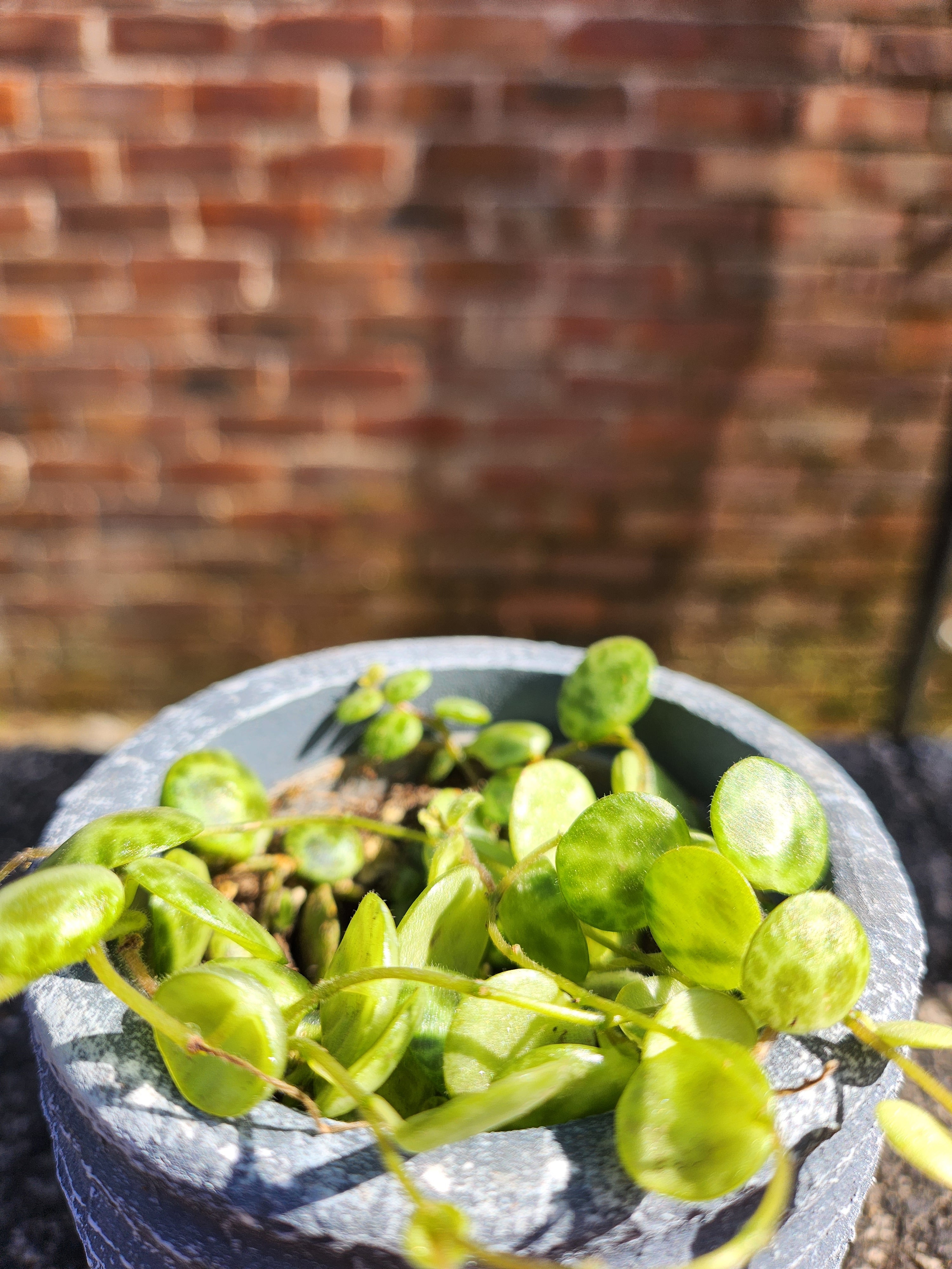 Peperomia prostrata (string of turtles)