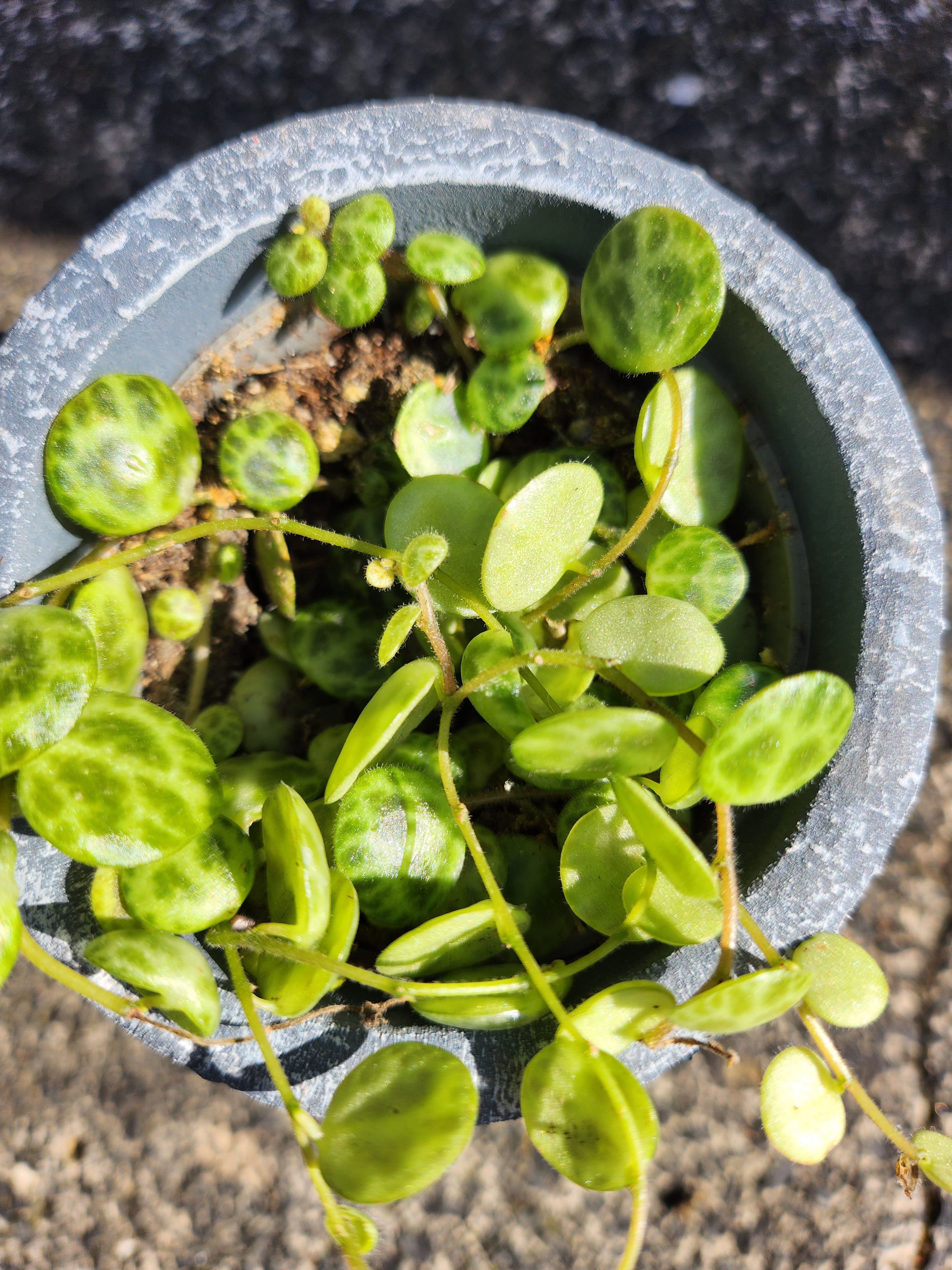 Peperomia prostrata (string of turtles)
