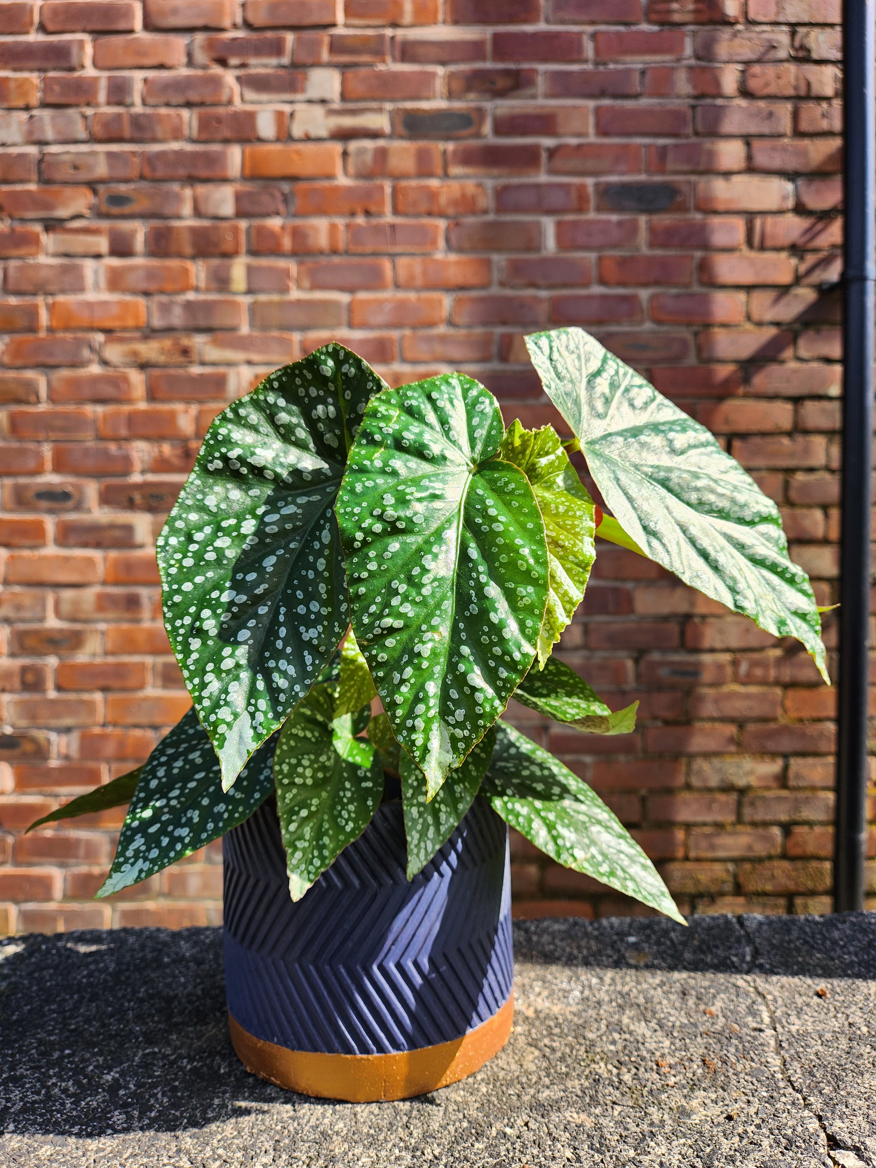 Begonia Albo Picta