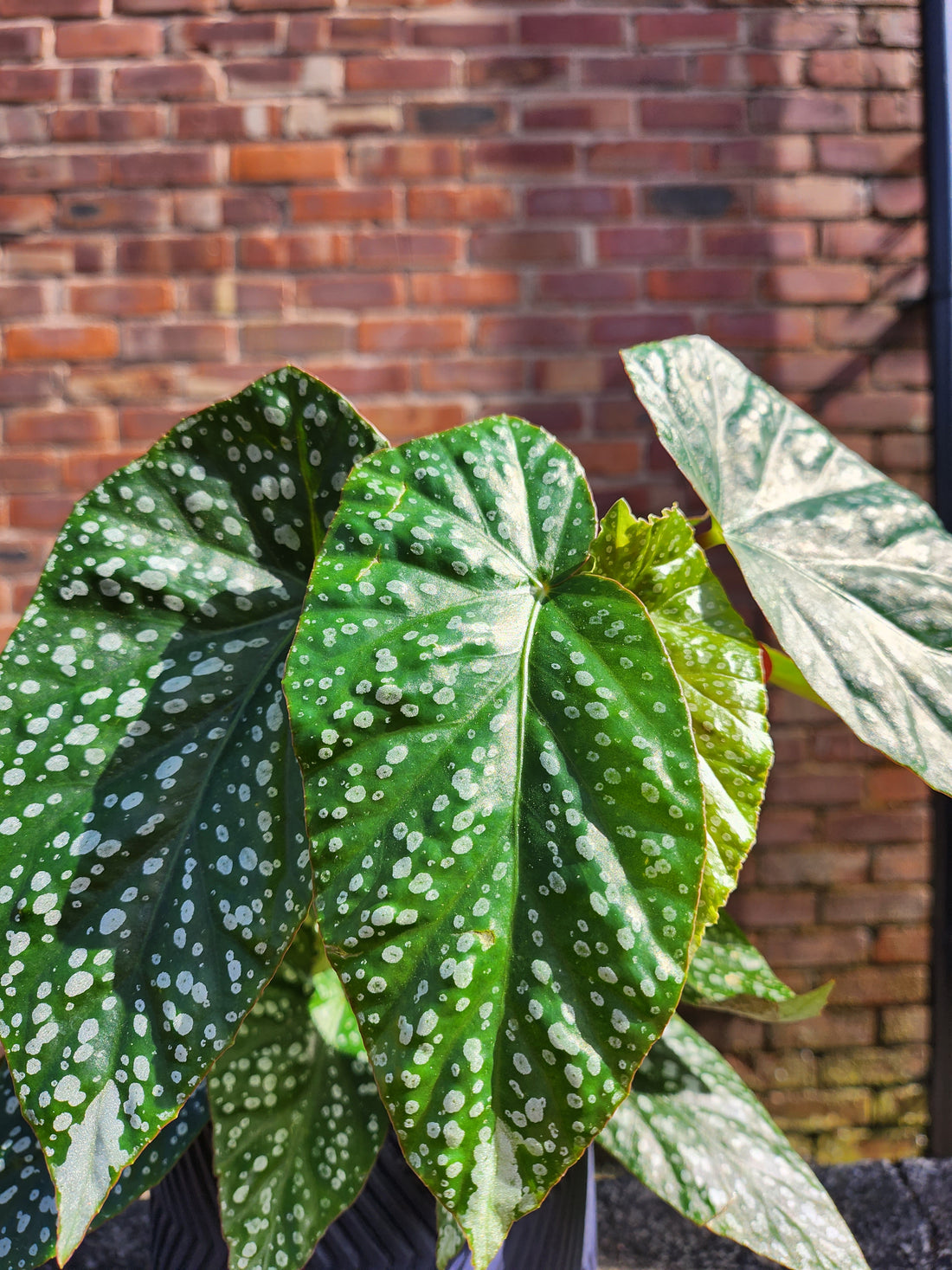 Begonia Albo Picta