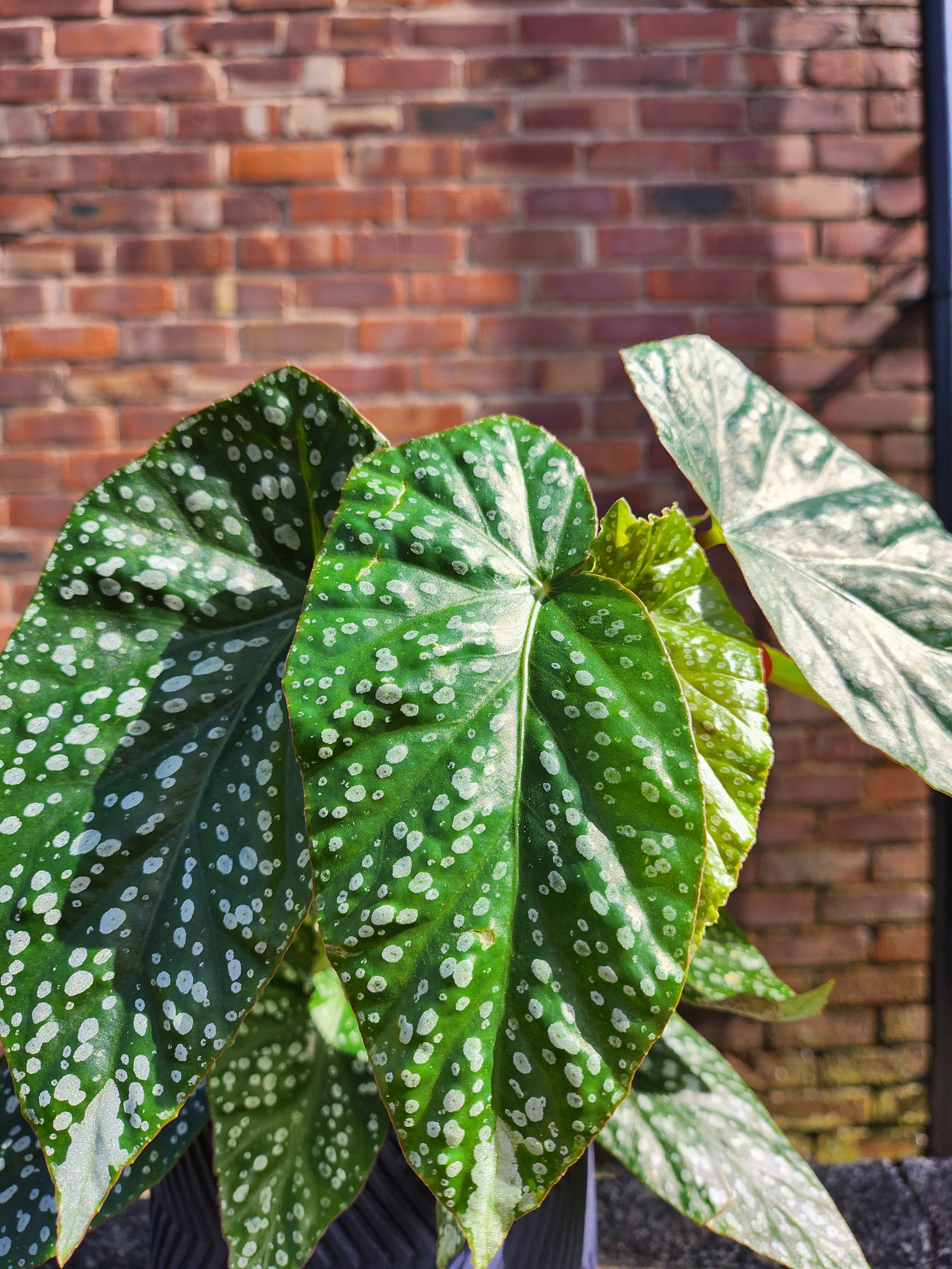 Begonia Albo Picta