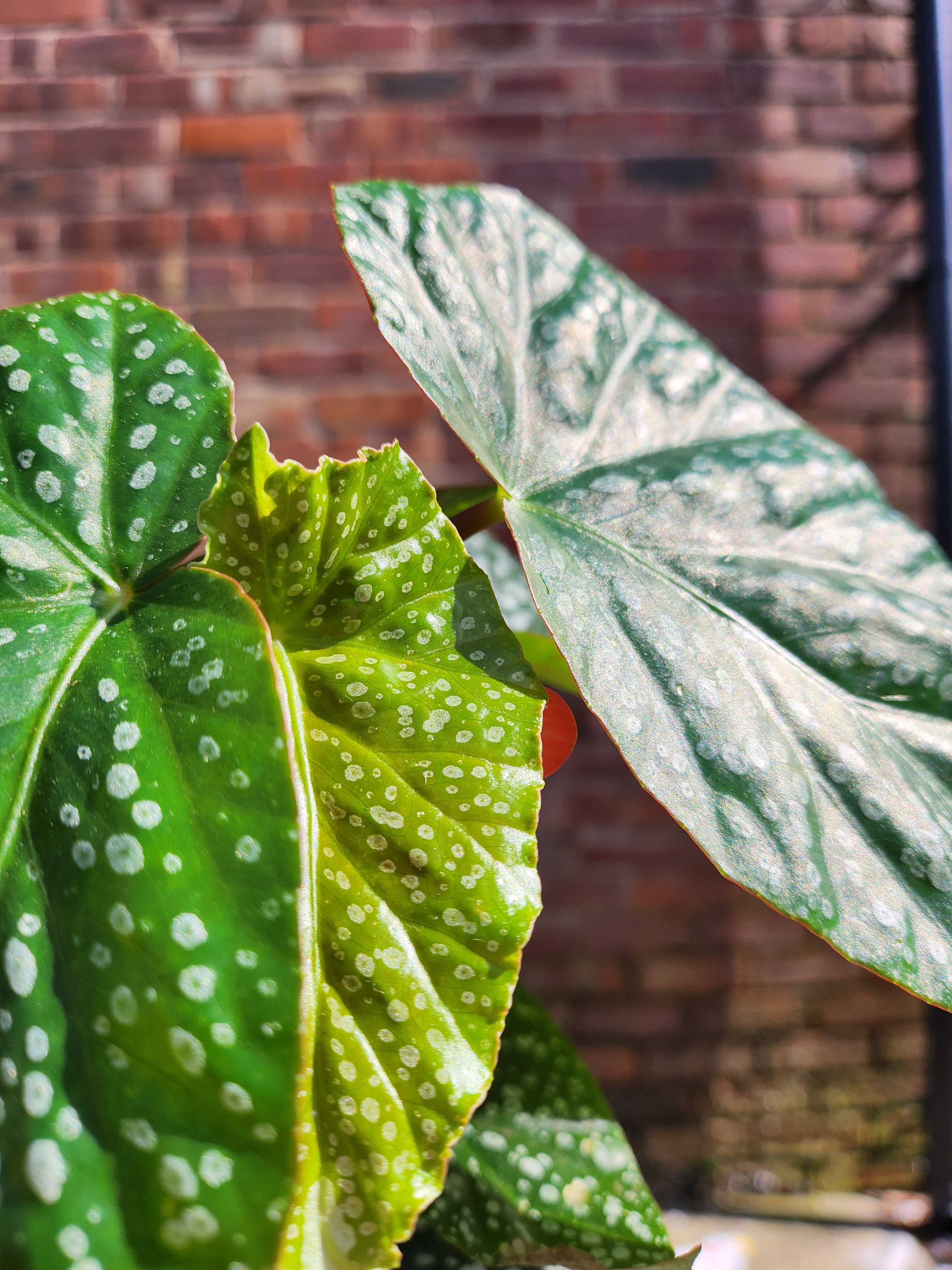 Begonia Albo Picta