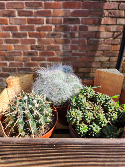 Cactus Mixed