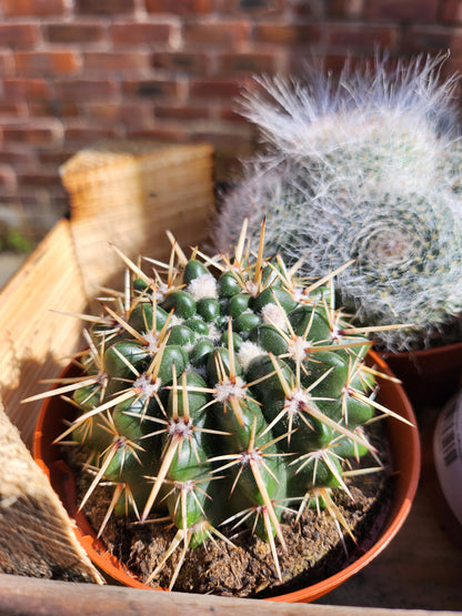 Cactus Mixed