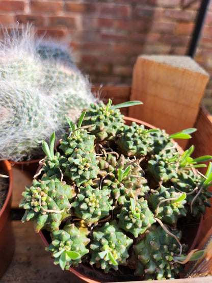 Cactus Mixed