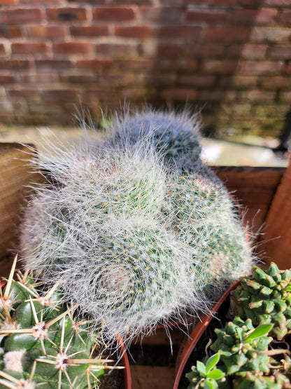 Cactus Mixed