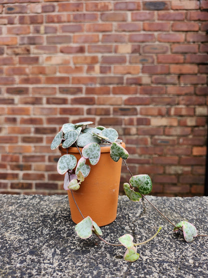 Ceropegia woodii variegata