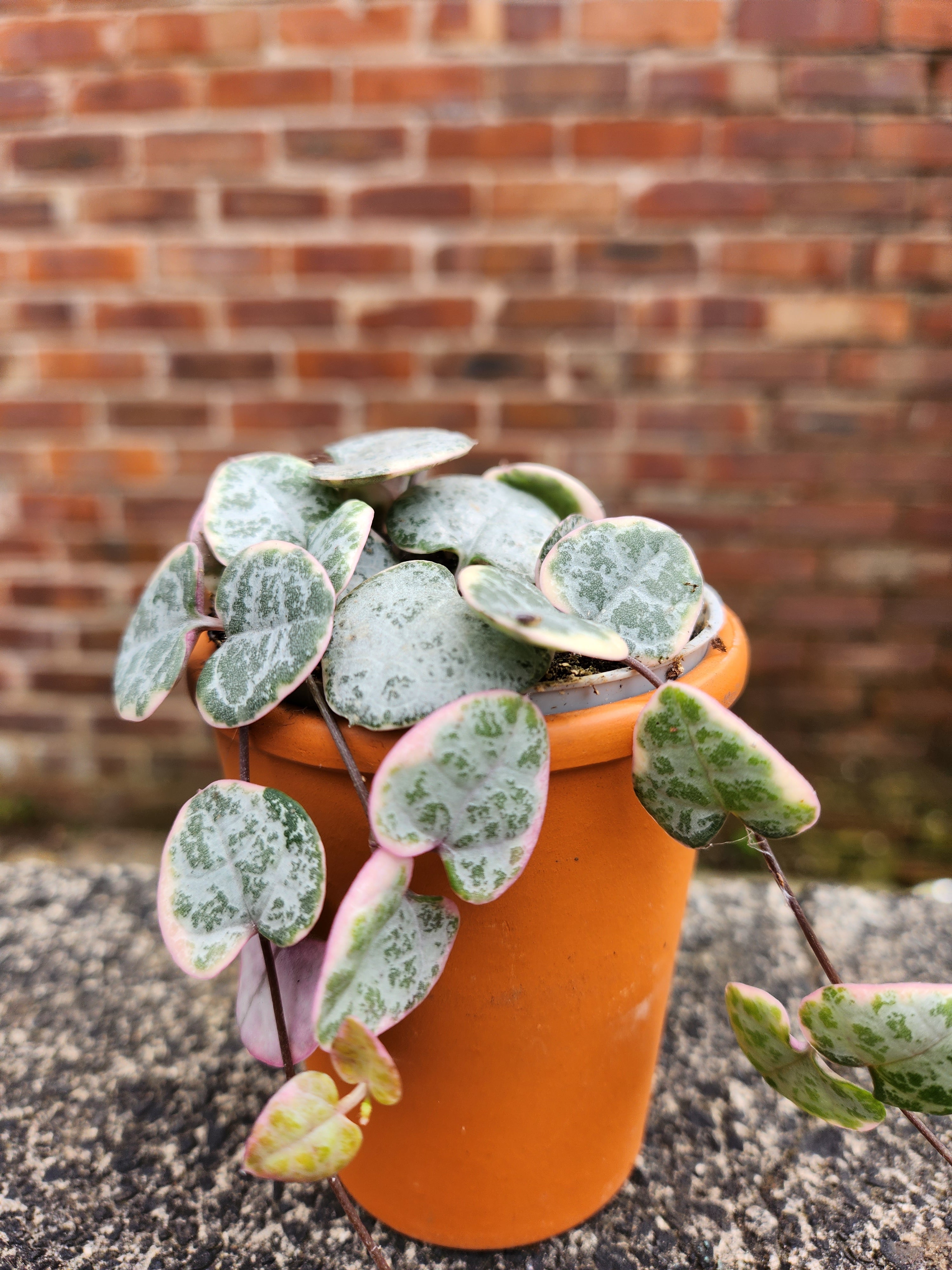 Ceropegia woodii variegata