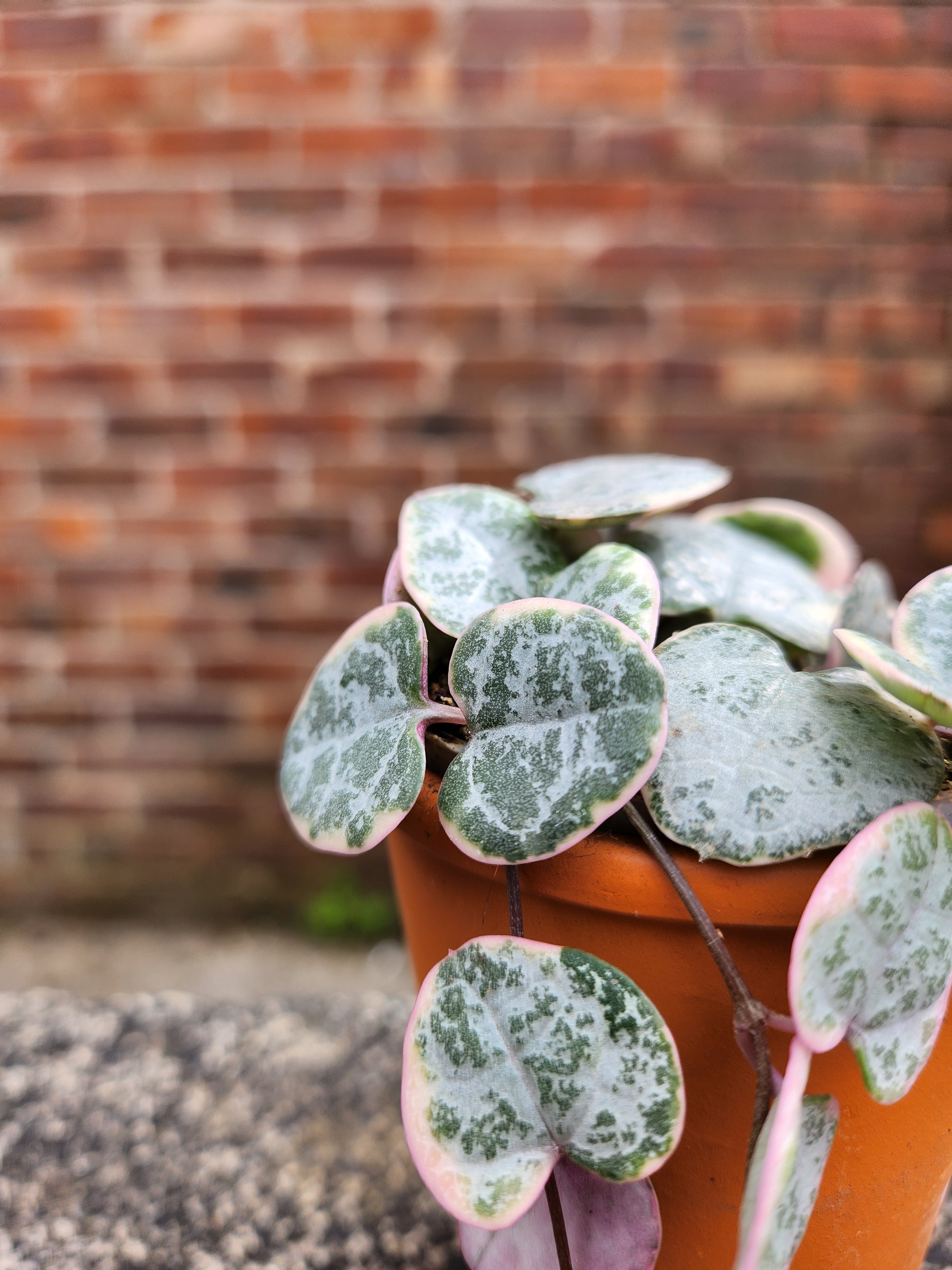 Ceropegia woodii variegata