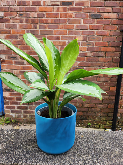 Aglaonema Silver Bay