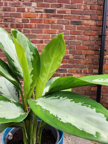 Aglaonema Silver Bay