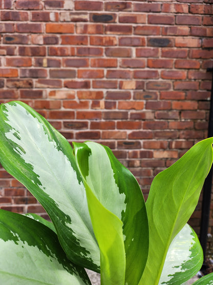 Aglaonema Silver Bay