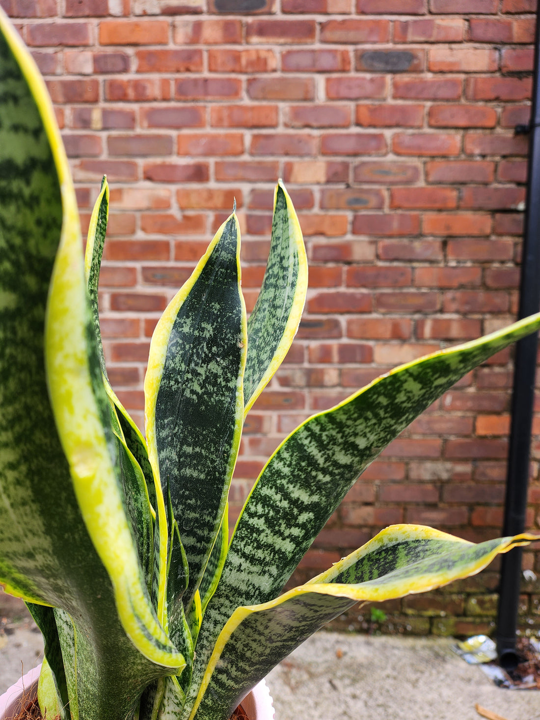 Sansevieria Futura