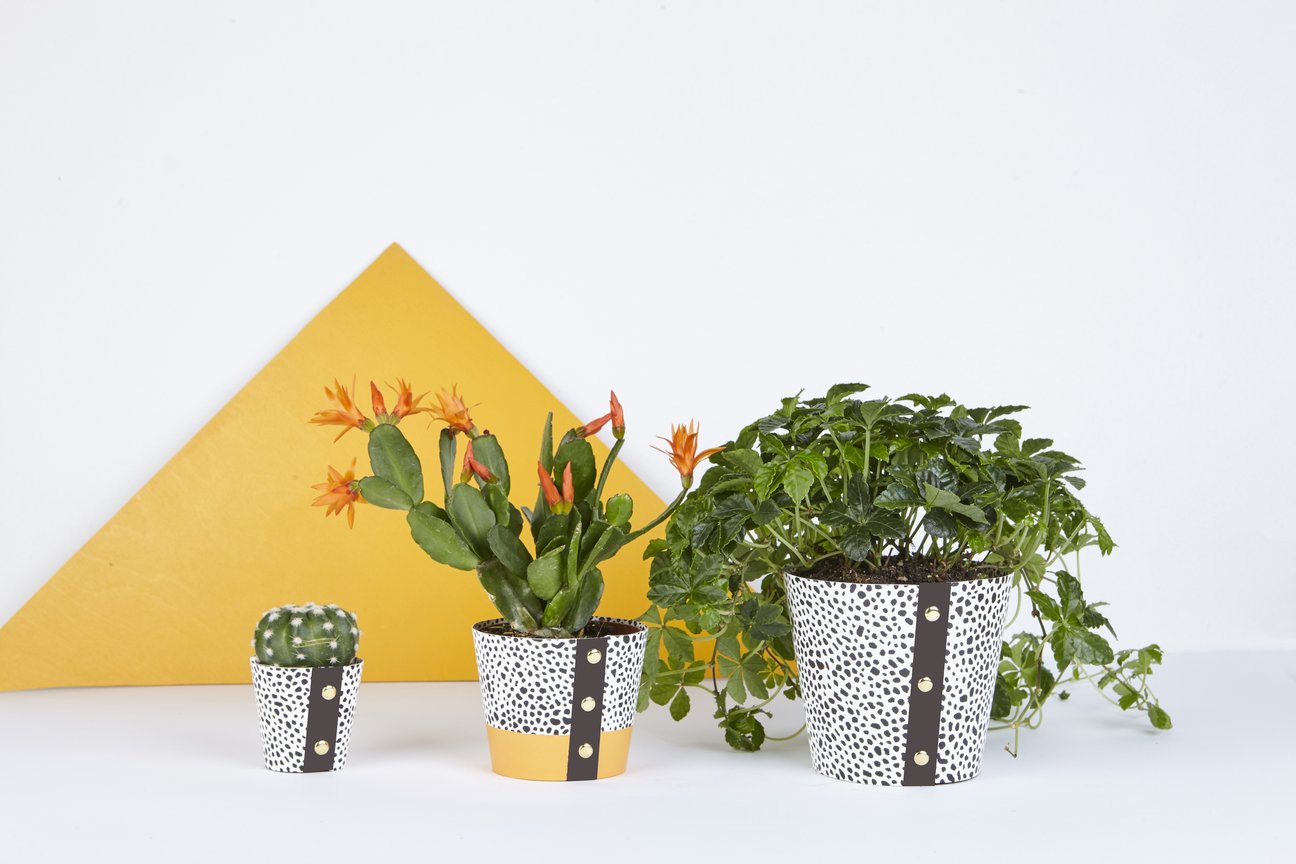 Spores Large Pot Cover