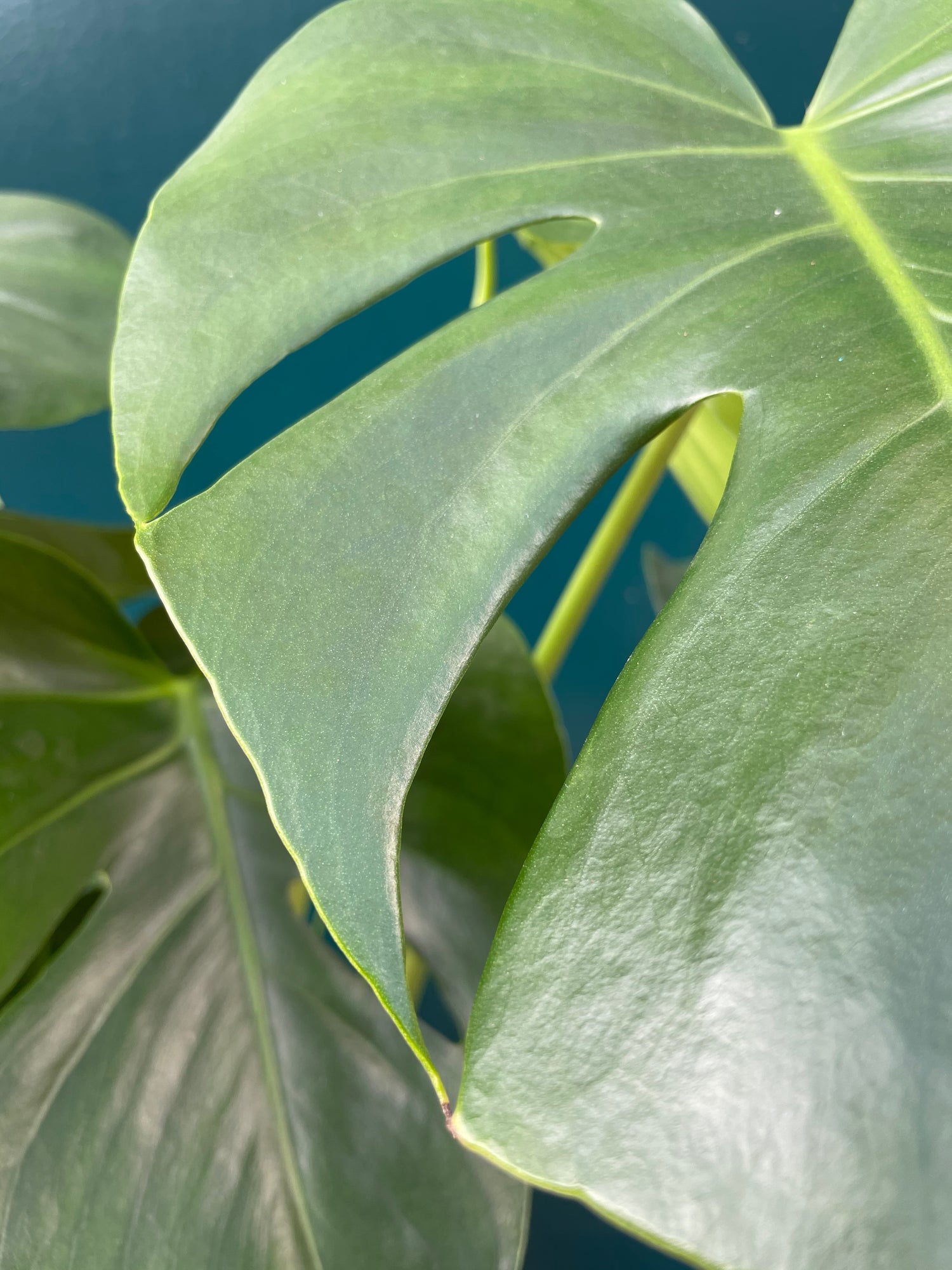 Monstera Deliciosa on Moss Pole