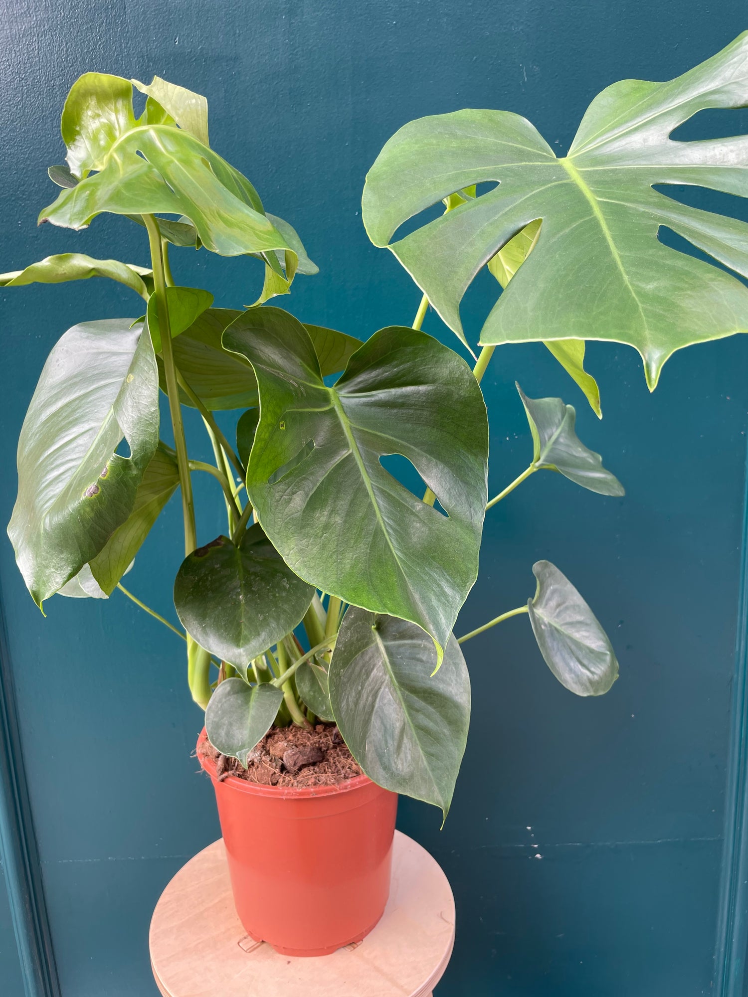 Monstera Deliciosa on Moss Pole